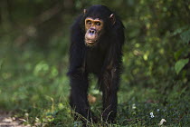 Eastern Chimpanzee (Pan troglodytes schweinfurthii) nine year old juvenile male, Gombe National Park, Tanzania