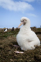 Laysan Albatross (Phoebastria immutabilis) leucistic chick on nest, Midway Atoll, Hawaiian Leeward Islands, Hawaii