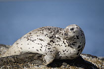 Harbor Seal (Phoca vitulina), Katmai, Alaska