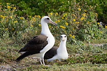Laysan Albatross (Phoebastria immutabilis) pair at nest, Midway Atoll, Hawaiian Leeward Islands, Hawaii