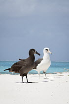Black-footed Albatross (Phoebastria nigripes) and Laysan Albatross (Phoebastria immutabilis), Midway Atoll, Hawaiian Leeward Islands, Hawaii