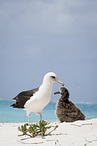 Laysan Albatross (Phoebastria immutabilis) parent and chick at nest, Midway Atoll, Hawaiian Leeward Islands, Hawaii