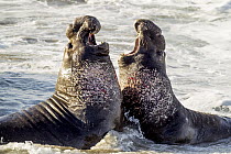 Northern Elephant Seal (Mirounga angustirostris) males fighting, Piedras Blancas, San Simeon, California