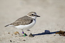 Snowy Plover (Charadrius nivosus) with bands, Lompoc, California