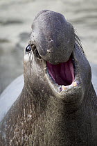 Northern Elephant Seal (Mirounga angustirostris) male calling, Piedras Blancas, San Simeon, California
