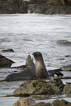 Northern Elephant Seal (Mirounga angustirostris) male juveniles play-fighting, Piedras Blancas, San Simeon, California