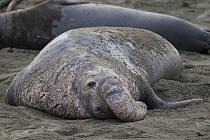 Northern Elephant Seal (Mirounga angustirostris) male, Piedras Blancas, San Simeon, California