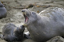 Northern Elephant Seal (Mirounga angustirostris) calling mother and pup, Piedras Blancas, San Simeon, California