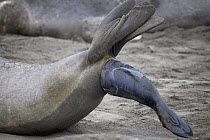 Northern Elephant Seal (Mirounga angustirostris) female giving birth, Piedras Blancas, San Simeon, California