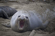 Northern Elephant Seal (Mirounga angustirostris) female calling, Piedras Blancas, San Simeon, California