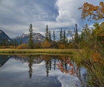Taiga and peaks, Moberly Flats, De Smet Range, Rocky Mountains, Jasper National Park, Alberta, Canada