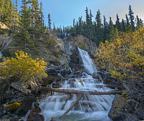 Tangle Falls from Icefields Parkway, Rocky Mountains, Alberta, Canada