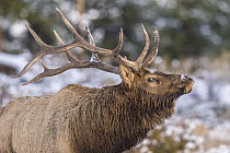 Elk (Cervus elaphus) bull in defensive posture in winter, Rocky Mountain National Park, Colorado