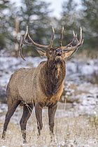 Elk (Cervus elaphus) bull bugling in winter, Rocky Mountain National Park, Colorado