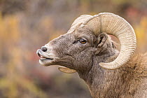 Bighorn Sheep (Ovis canadensis) ram flehming, Waterton Canyon, Colorado