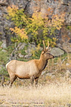 Elk (Cervus elaphus) sub-adult bull, Rocky Mountain National Park, Colorado