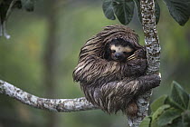 Brown-throated Three-toed Sloth (Bradypus variegatus) sleeping, Soberania National Park, Panama