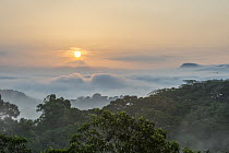 Rainforest canopy at sunrise, Soberania National Park, Panama