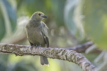 Palm Tanager (Thraupis palmarum), Soberania National Park, Panama