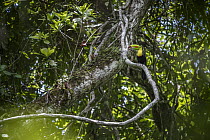 Keel-billed Toucan (Ramphastos sulfuratus) in rainforest tree, Soberania National Park, Panama