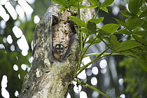 Panamanian Night Monkey (Aotus zonalis) in tree cavity, Soberania National Park, Panama