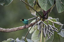 Green Honeycreeper (Chlorophanes spiza) male, Soberania National Park, Panama