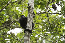 Mantled Howler Monkey (Alouatta palliata), Soberania National Park, Panama