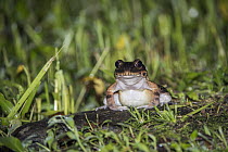 Smokey Jungle Frog (Leptodactylus pentadactylus), El Valle, Panama