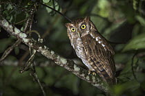 Tropical Screech Owl (Otus choliba), El Valle, Panama