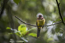 Orange-bellied Trogon (Trogon aurantiiventris) female, El Valle, Panama