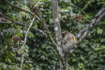 Brown-throated Three-toed Sloth (Bradypus variegatus) in rainforest tree, El Valle, Panama