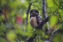 Spectacled Owl (Pulsatrix perspicillata), El Valle, Panama