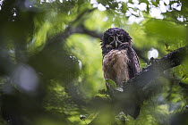Spectacled Owl (Pulsatrix perspicillata), El Valle, Panama