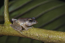 Fitzinger's Robber Frog (Craugastor fitzingeri), El Valle, Panama