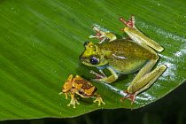 Canal Zone Treefrog (Hypsiboas rufitelus) and Golden Palm Tree Frog (Dendropsophus ebraccatus), El Valle, Panama