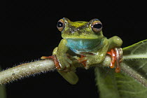 Canal Zone Treefrog (Hypsiboas rufitelus), El Valle, Panama
