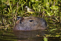 Cattle Tyrant (Machetornis rixosa) on Capybara (Hydrochoerus hydrochaeris), Pantanal, Brazil