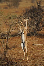 Gerenuk (Litocranius walleri) standing up to browse, Samburu National Park, Kenya