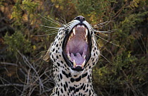 Leopard (Panthera pardus) yawning, Samburu National Park, Kenya