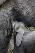 African Elephant (Loxodonta africana) calf nursing, Amboseli National Park, Kenya