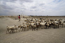 Domestic Goat (Capra hircus) herd and Masai, Amboseli National Park, Kenya