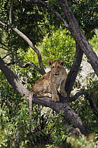 African Lion (Panthera leo) juvenile in tree, Masai Mara, Kenya