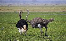 Ostrich (Struthio camelus) male and female in marsh, Amboseli National Park, Kenya