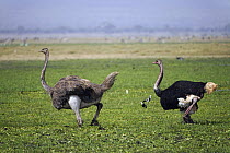 Ostrich (Struthio camelus) female and male wading through marsh, Amboseli National Park, Kenya