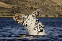 Southern Right Whale (Eubalaena australis) white morph breaching, Peninsula Valdez, Argentina