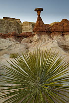 Yucca (Yucca sp) and hoodoo, Toadstool Caprock, near Paria River, Grand Staircase-Escalante National Monument, Utah