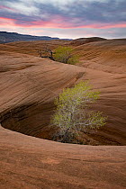 Cottonwood (Populus sp) tree in hole, Grand Staircase-Escalante National Monument, Utah