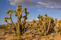 Joshua Tree (Yucca brevifolia) group in desert, Virgin Mountains, Gold Butte National Monument, Nevada