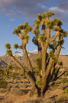 Joshua Tree (Yucca brevifolia) in desert, Virgin Mountains, Gold Butte National Monument, Nevada