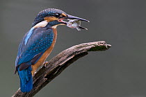 Common Kingfisher (Alcedo atthis) with fish prey, Saxony-Anhalt, Germany